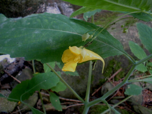 Impatiens glandulifera,balfourii,nolitangere,daphne mezereum